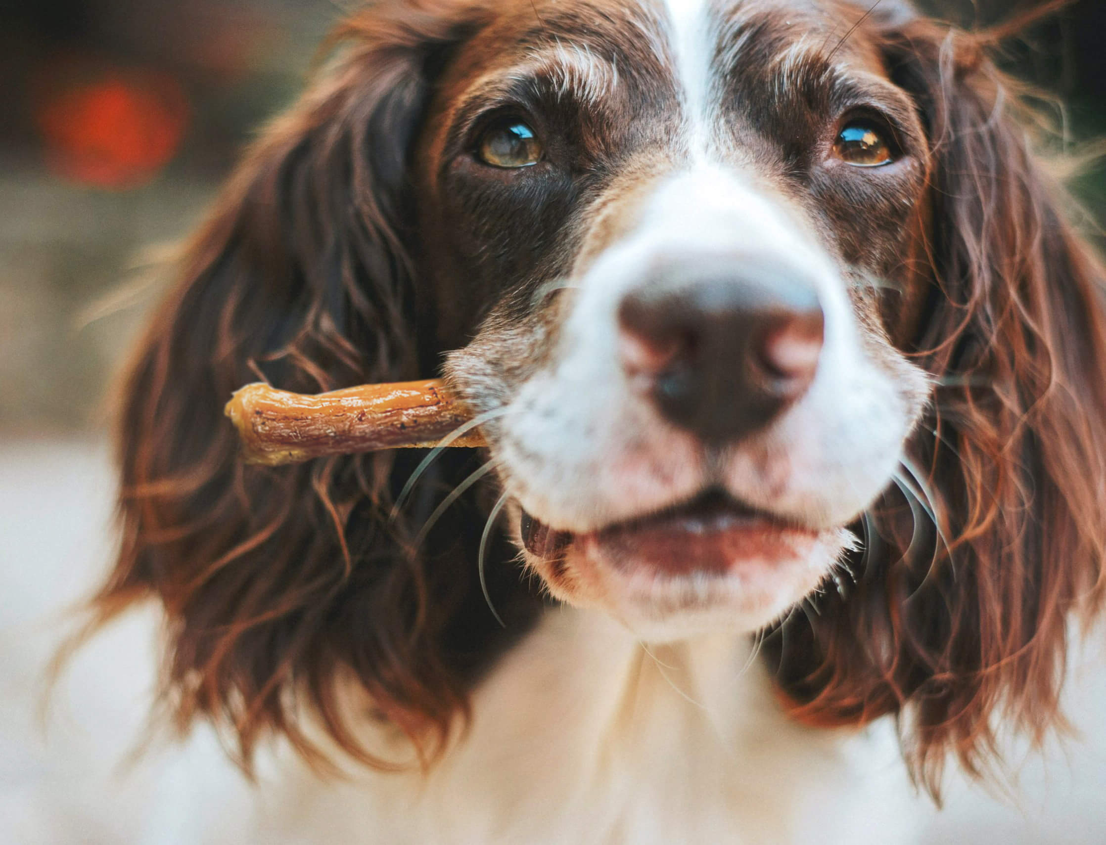 Купити сушені ласощі для собак від виробника - SNACK`ON
