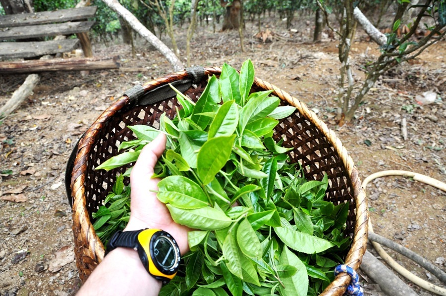 А этот снимок я сделал несколько дней назад в провинции Юньнань. Это свежий лист, из которого будет произведен чай Пуэр. Тут наглядно понятен размер листа. Да?