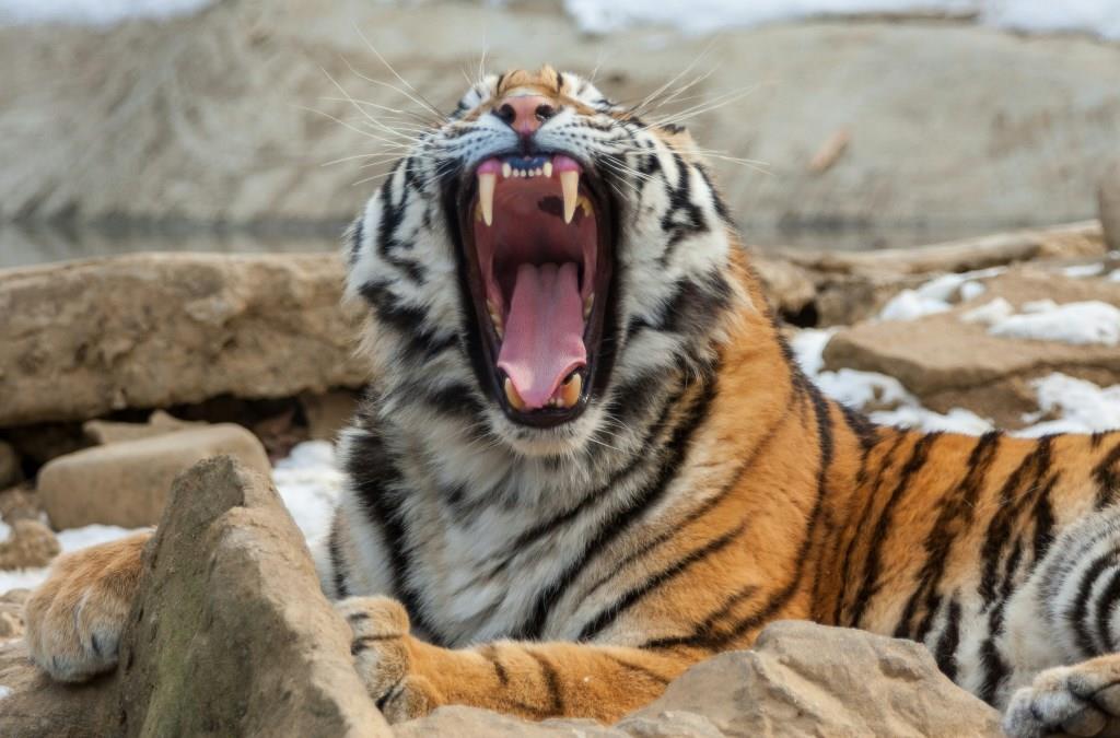 Амурский тигр