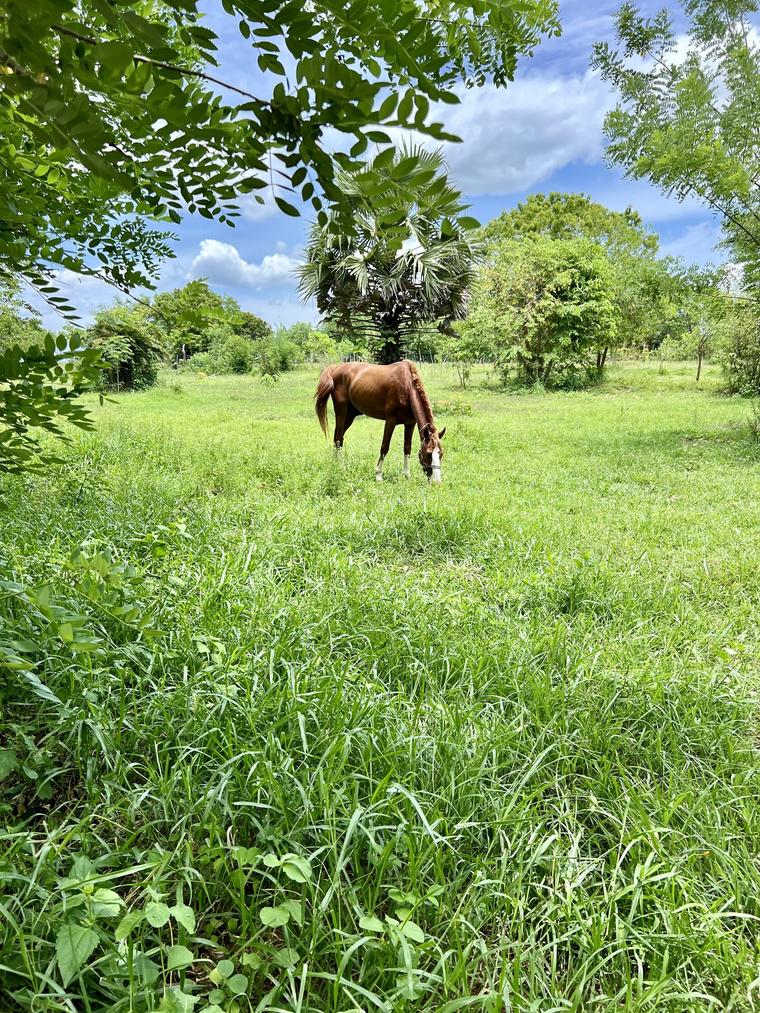 Chestnut Marwari horse grazing alone in tall green grass beneath palmyra and jungle trees in the Punanai outback Eastern Sri Lanka