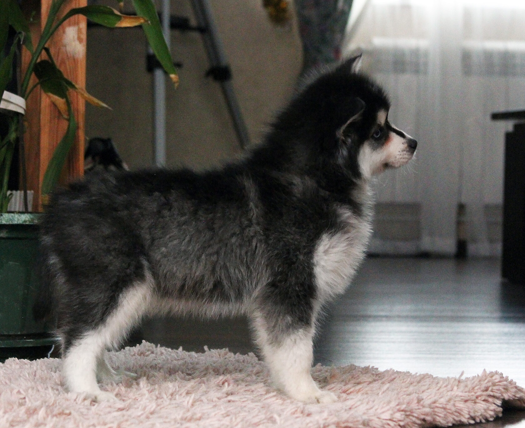 щенок кли кай мини хаски