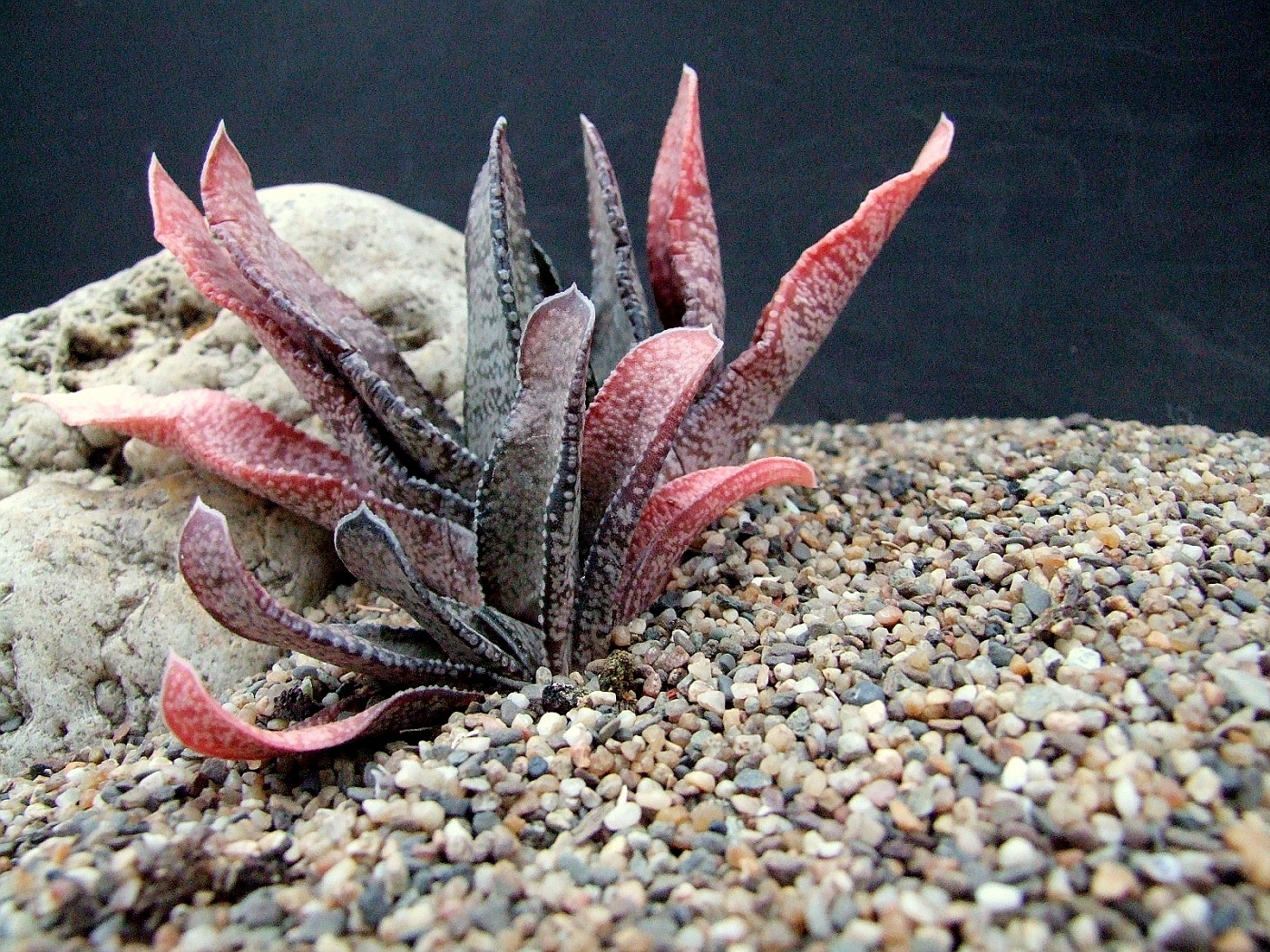 Гастерия. Gasteria acinacifolia. Гастерия саблеобразная. Гастерия соблеоьращная. Гастерия трехгранная (Gasteria Trigona).