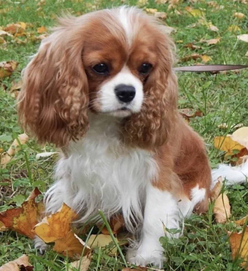 Инструкция: как выбрать щенка Кавалер Кинг Чарльз Спаниеля