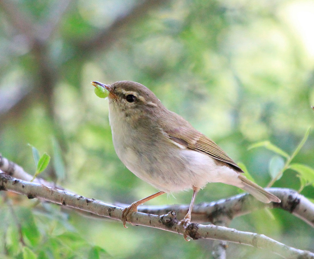 Зеленая пеночка