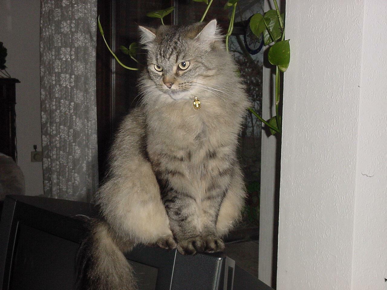Сибирская кошка