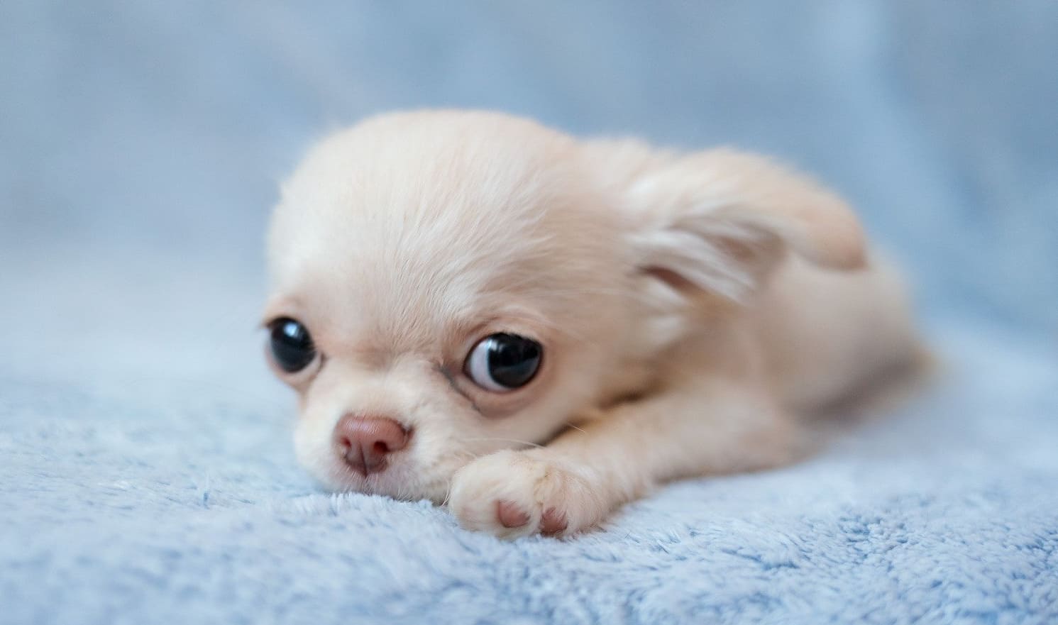 щенок чихуахуа