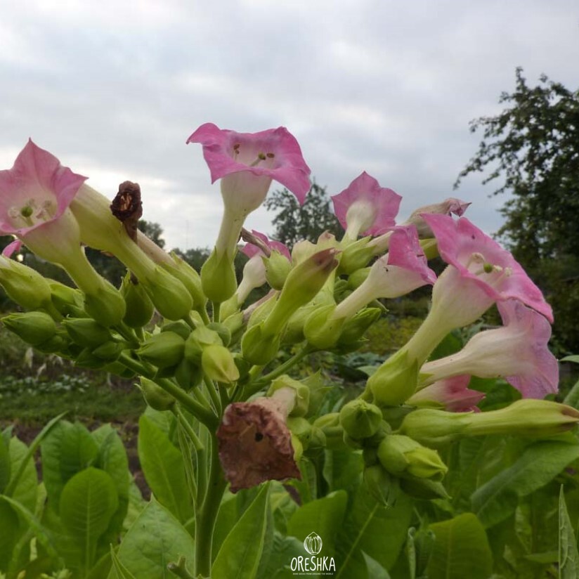 Seeds of Tobacco Herzegovina (VNIITTI) (Nicotiana tabacum) — 300 pcs