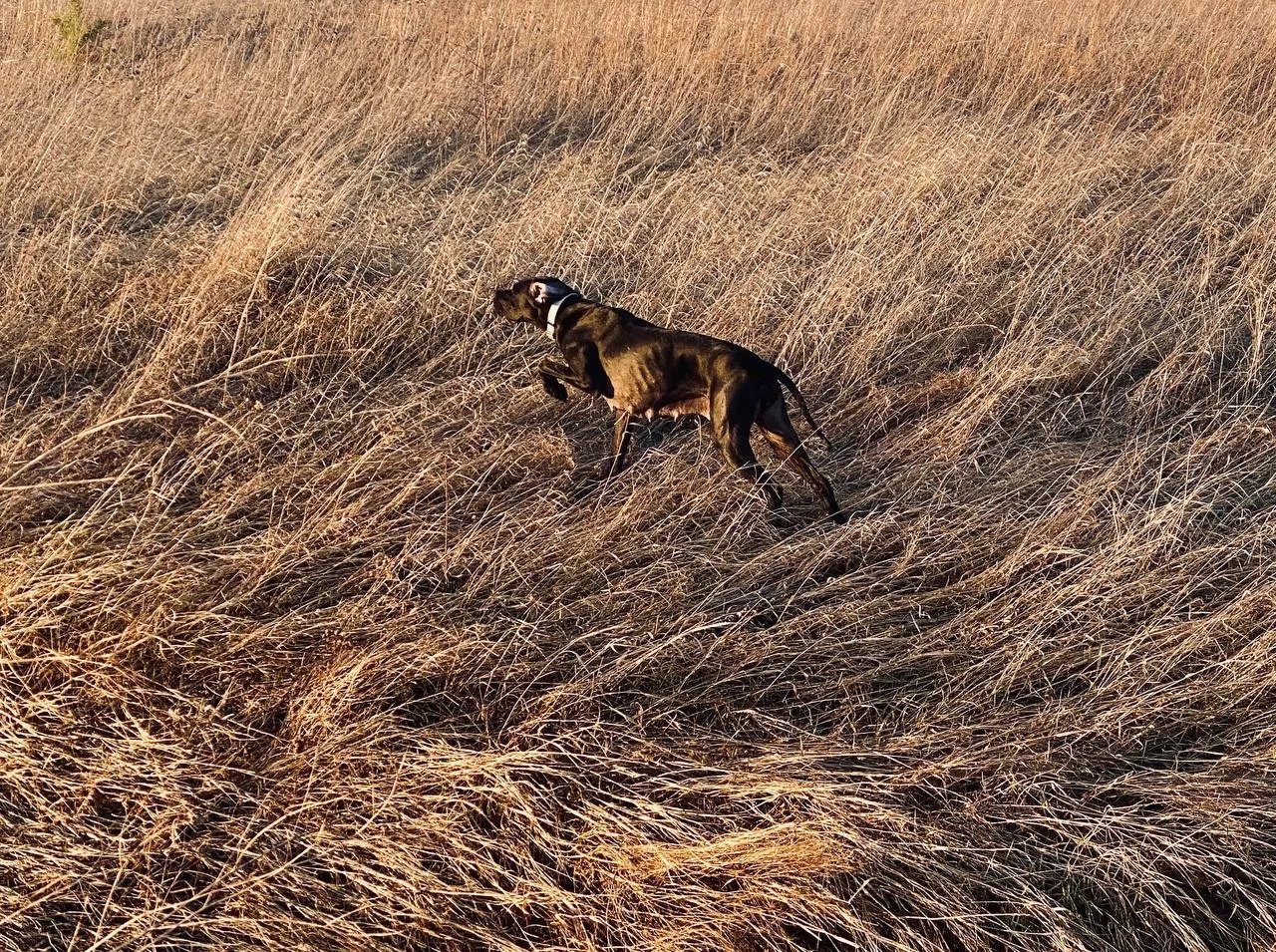 Пойнтер Тесла фром Грин Вэлли? вл. Адова Е. в стойке