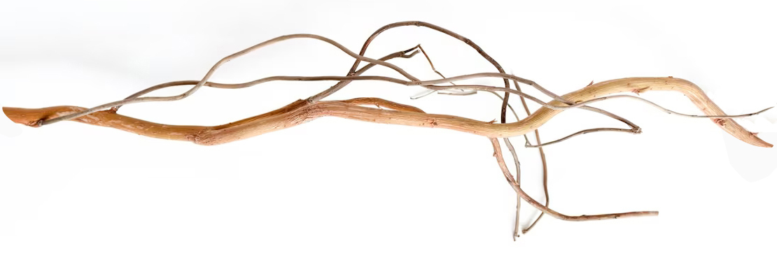 сухая ветка