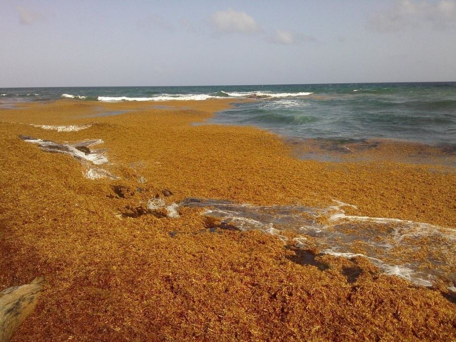 Водоросли на пляжах Доминиканы