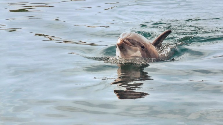 интересные факты о дельфинах, новости дайвинга, мегадайв