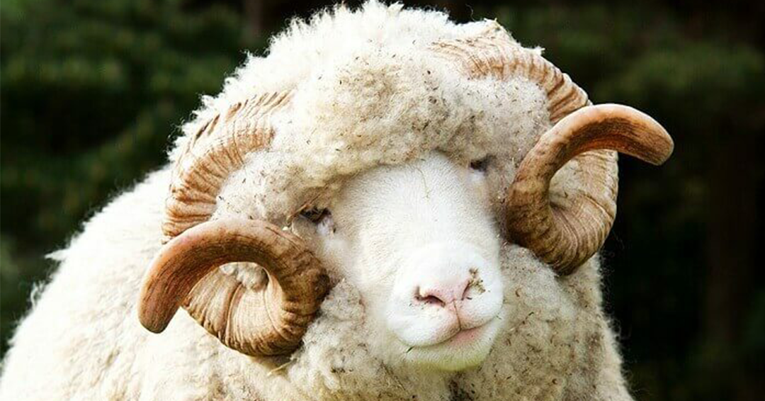 Овца тонкорунной мериносовой породы, из которой изготавилвается мериносовая шерстяная пряжа