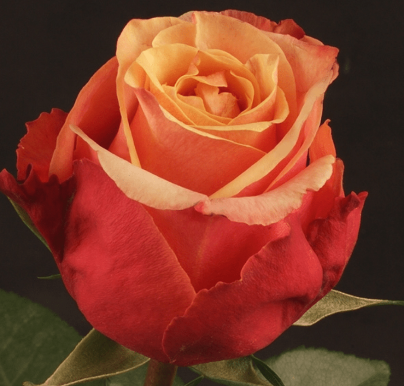 Роза черио фото и описание