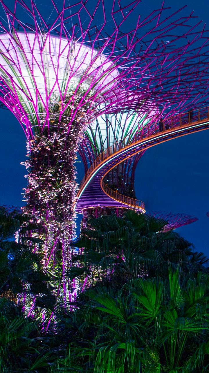 сады у залива Марина Бей в Сингапуре - Супер деревья