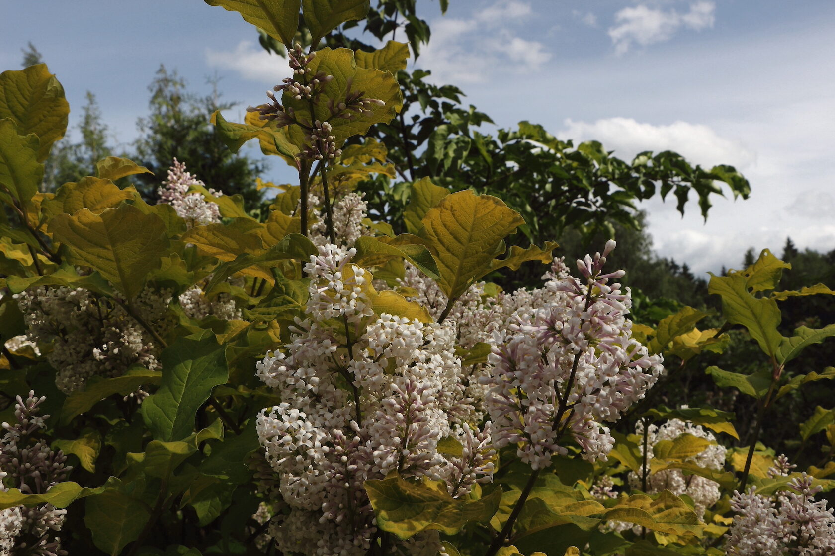Ауреа (syringa villosa Aurea)