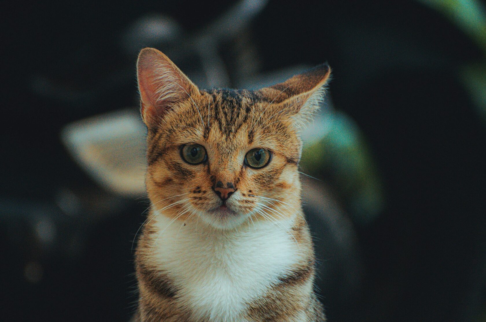 Кот Барсик
