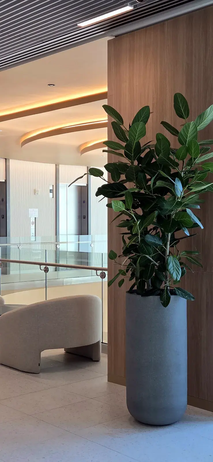 A tall Ficus in a column planter beside a wood-paneled wall and a curved lounge chair