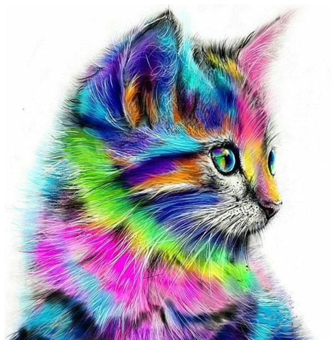 котик разноцветный
