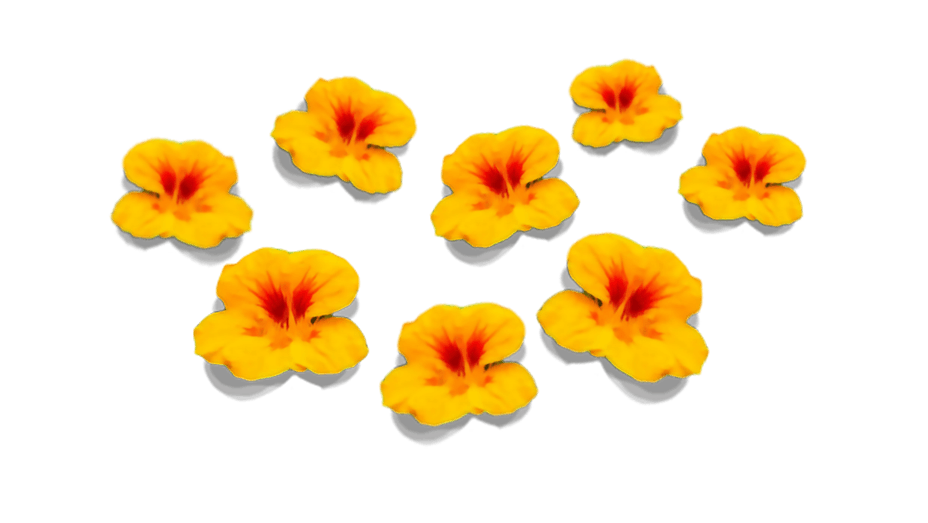 flowers_4