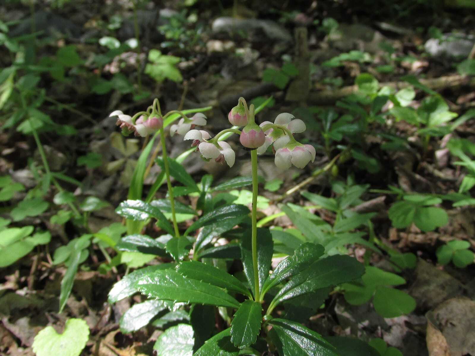 В Байкальском заповеднике 