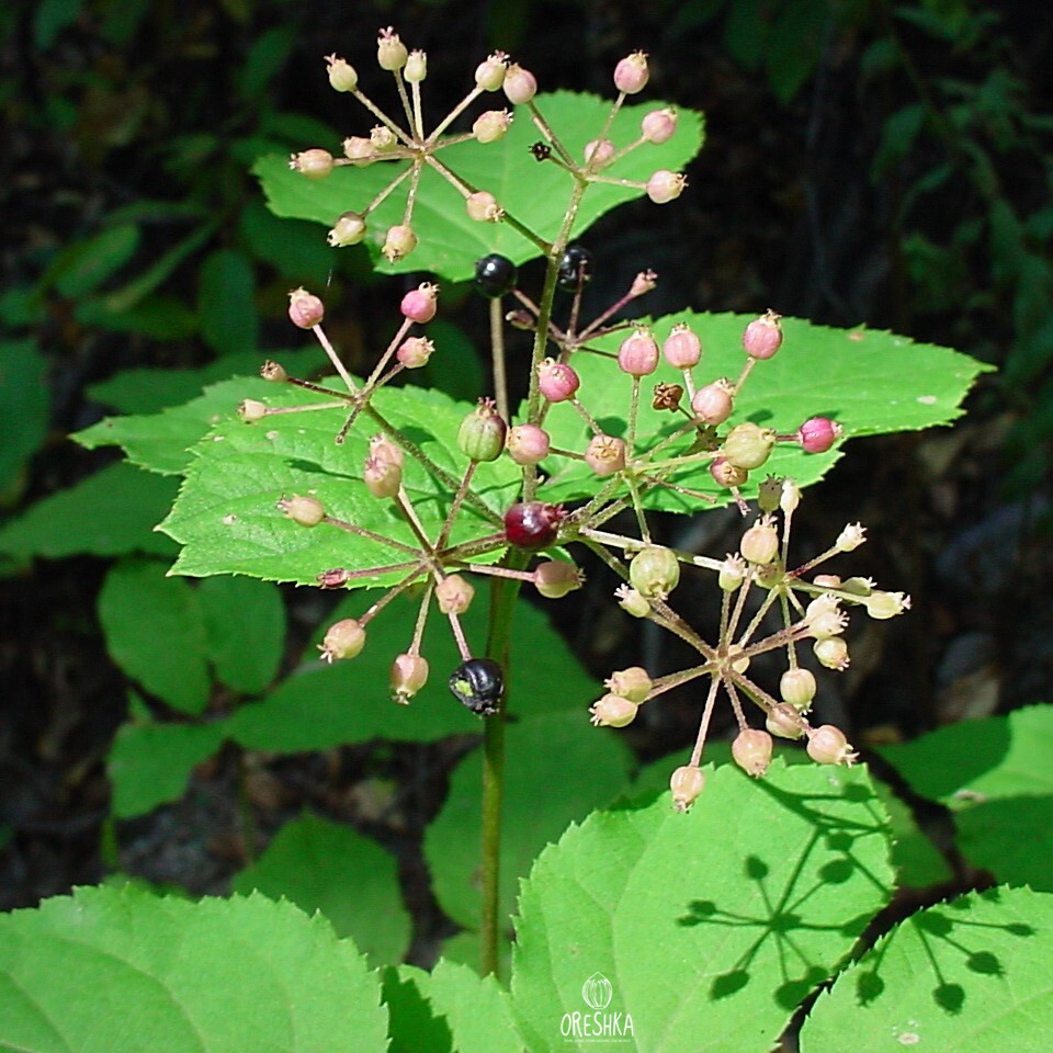 Seeds of Aralia cystica (Aralia racemosa) — 30 pcs
