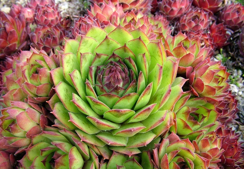 Молодило отпрысковое (Sempervivum Soboliferum)