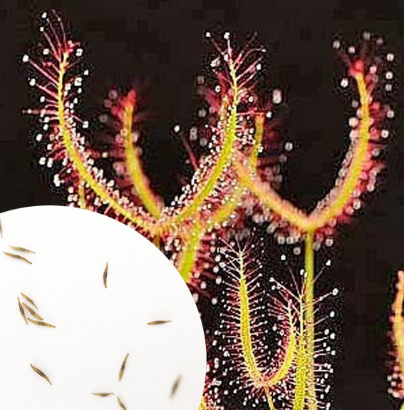 Семена росянки Бината купить Exoticarus