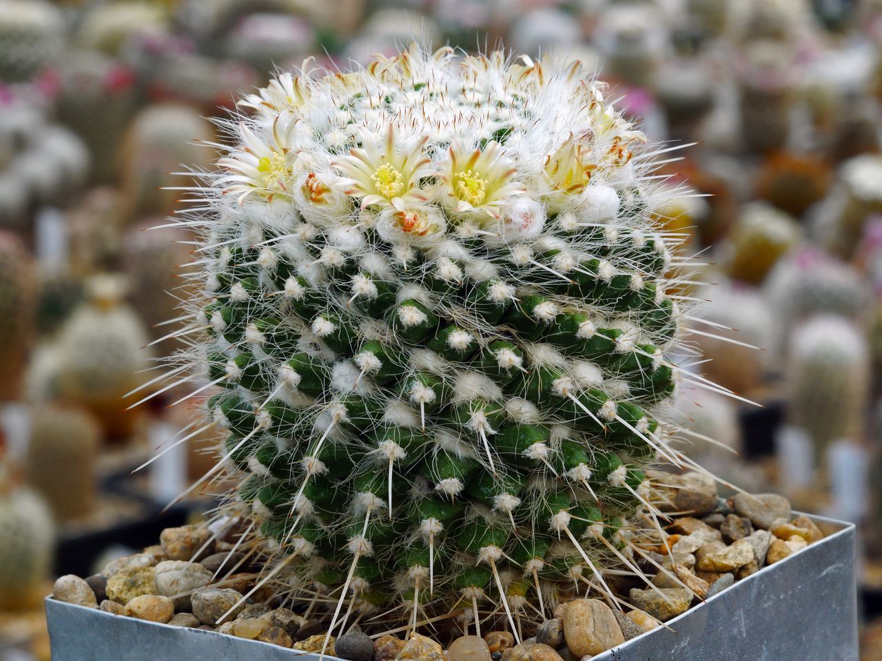 Mammillaria nazazensis