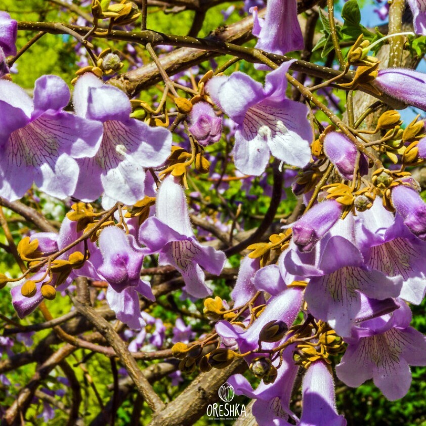 Graines De Paulownia Tomentosa (Arbre Impérial) - 200 Ou 5000 Graines Fraîches - Arbre Ornemental à Croissance Rapide