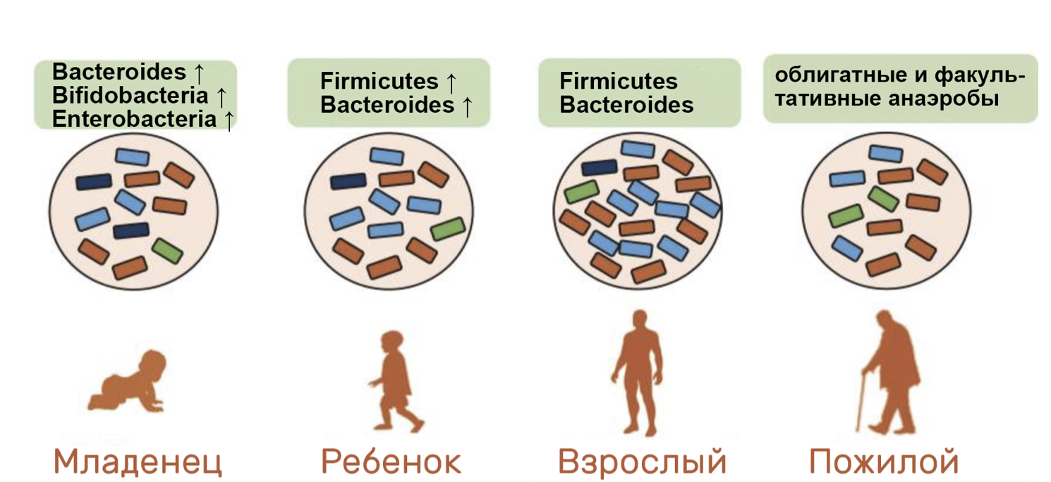 Кишечник и иммунитет