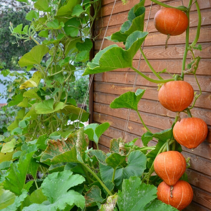 Seeds of Pumpkin Hazelnut (Cucurbita) — 5 pcs