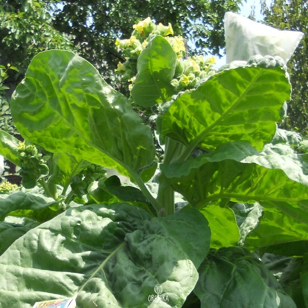 Табак Nicotiana tabacum