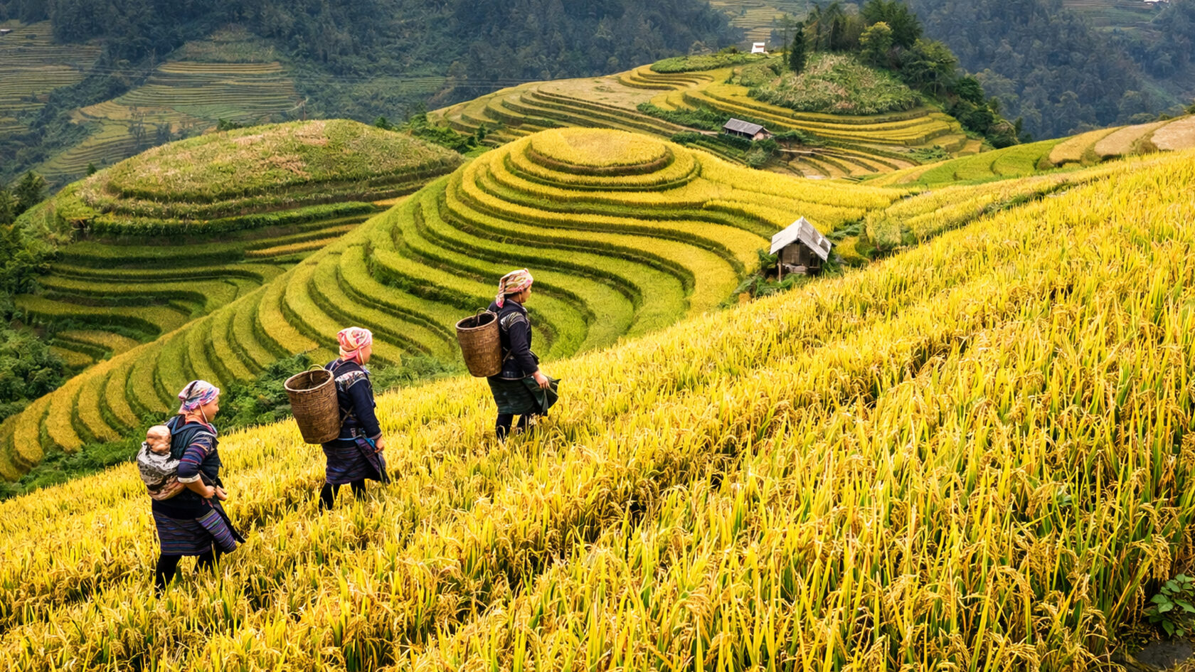 Расовые поля. Лопин. Китай