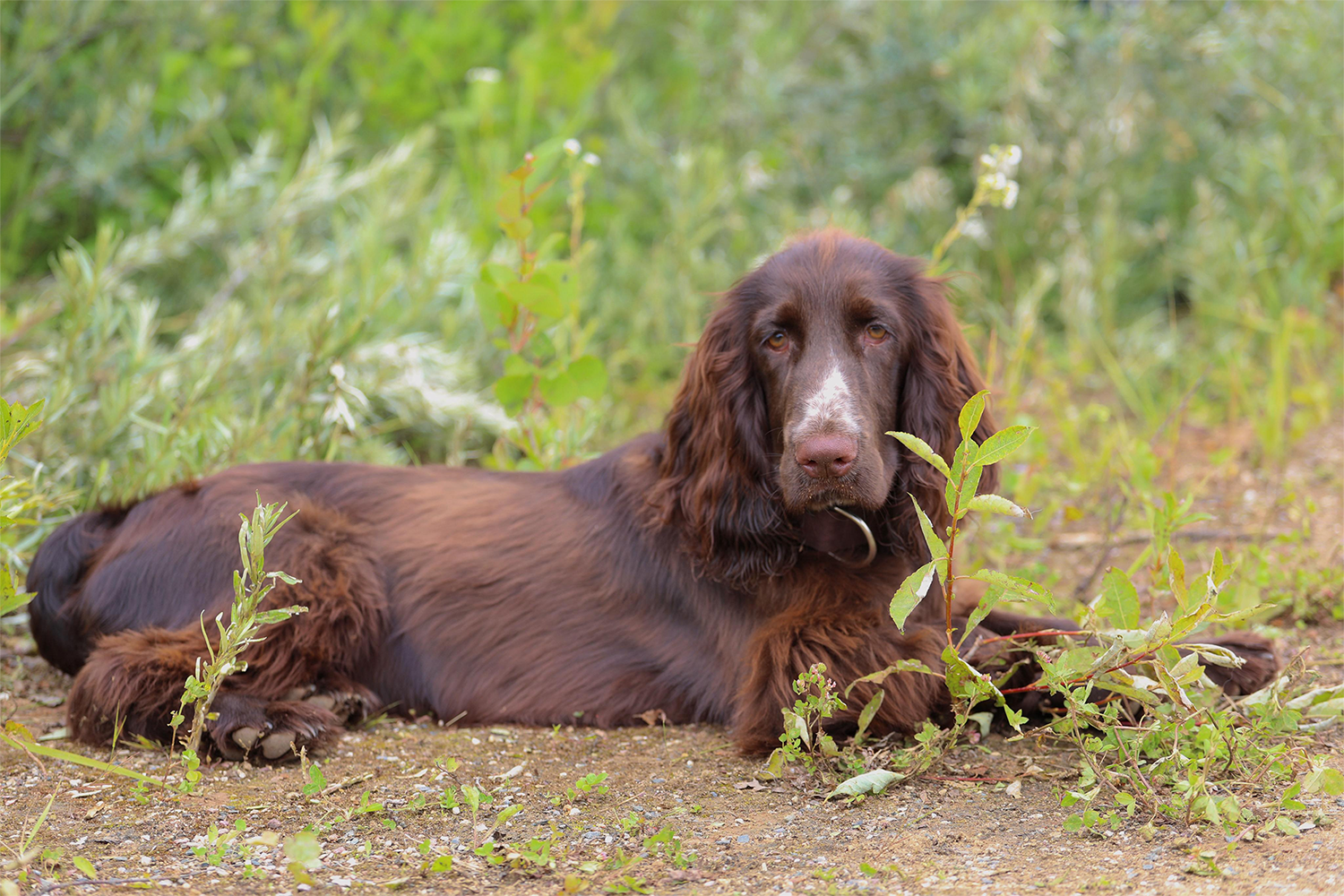 field spaniel korshville fields