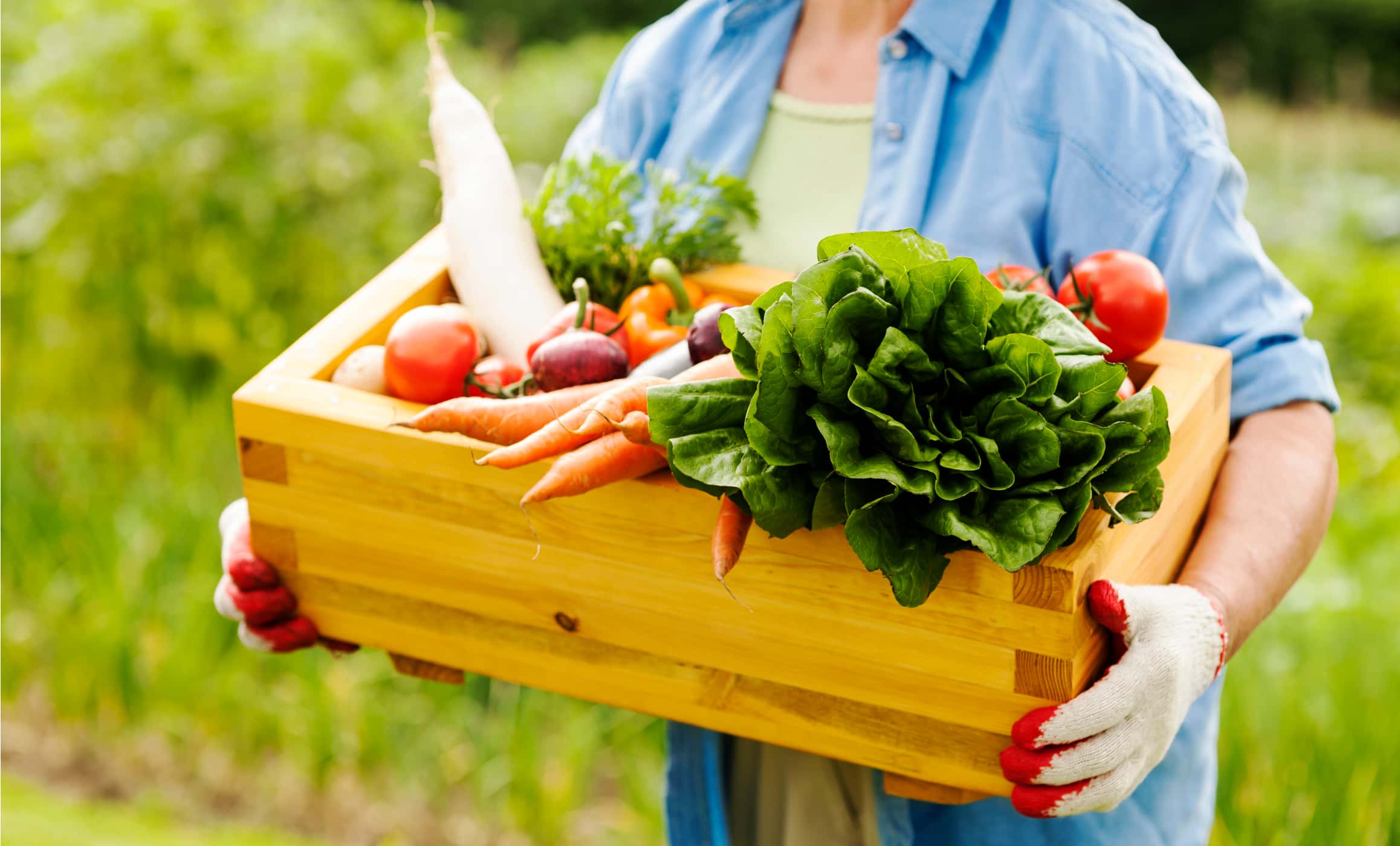 Цена фермерских овощей. Фермерские овощи. Овощи на огороде. Фермерские овощи и фрукты. Продукты с огорода.