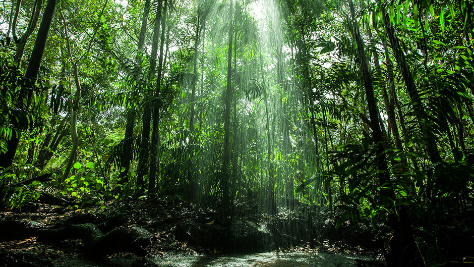 Шри ланка лес. Леса Синхараджа, Шри-Ланка. Дождевой лес Синхараджа Шри Ланка. Синхараджа Форест Шри Ланка. Синхараджа парк Шри Ланка.