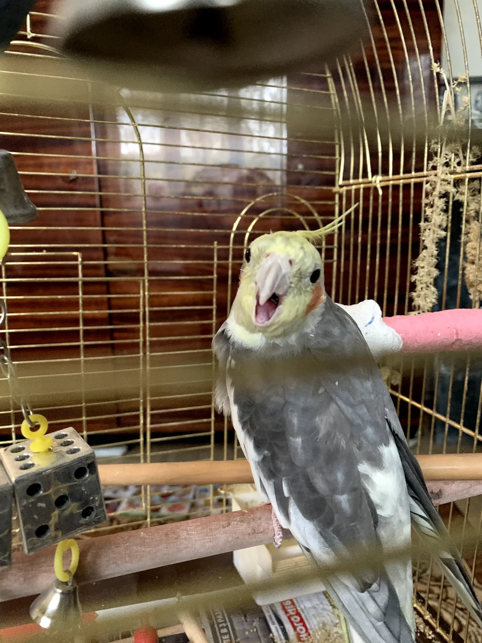 попугай корелла на онлайн консультации ветеринара орнитолога симптомы рвоты диагностика