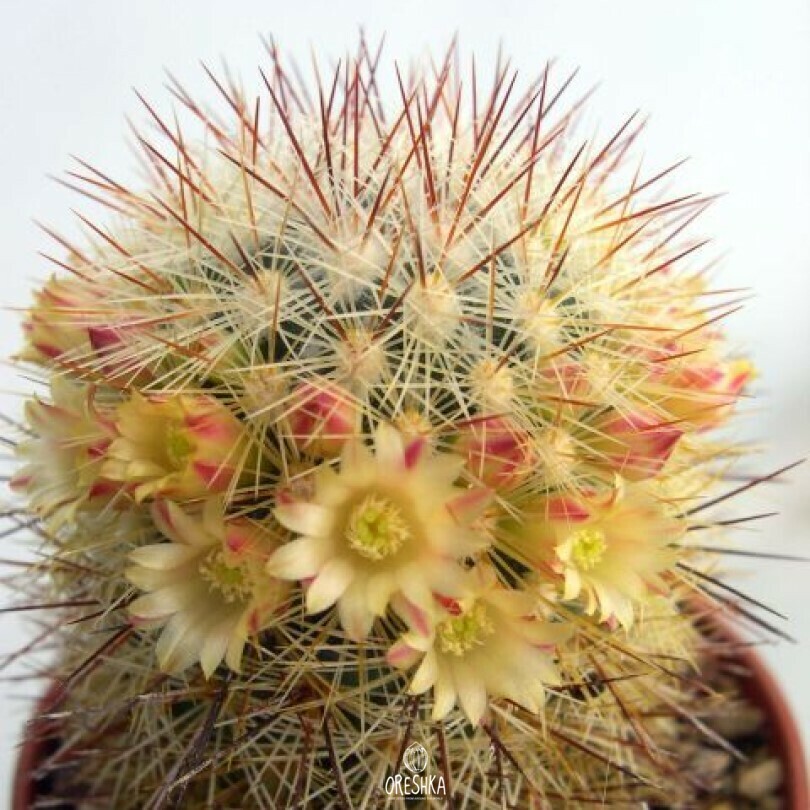 Seeds of Cactus Mammillaria densispina (Mammillaria densispina) — 10 pcs