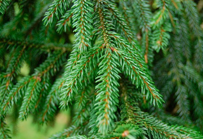 Ель восточная (Picea orientalis)