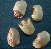 Веронезе пример дефекта кофе вариант 9