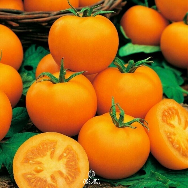 Seeds of Tomato Zlato (solanum lycopersicum) — 10 pcs