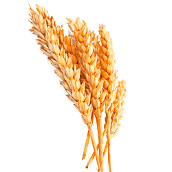 Нормы внесения Гумифулин и Органол для озимых культур