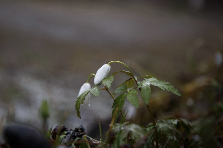 Афиша Nobless: Пленэр в Переделкино