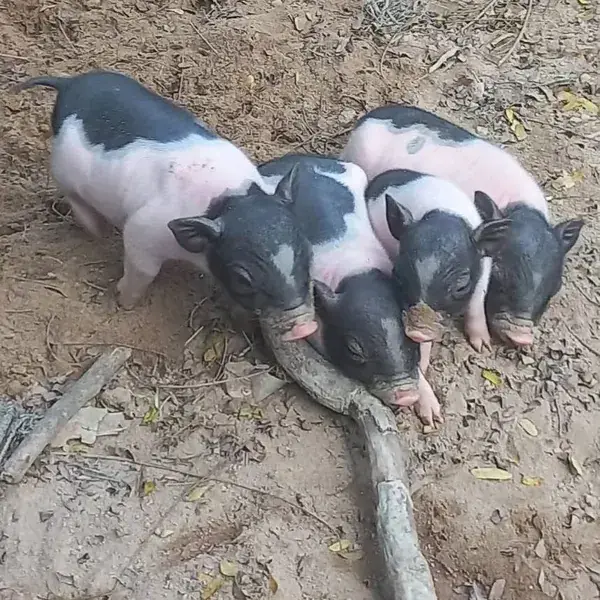 Вьетнамские поросята в вольере