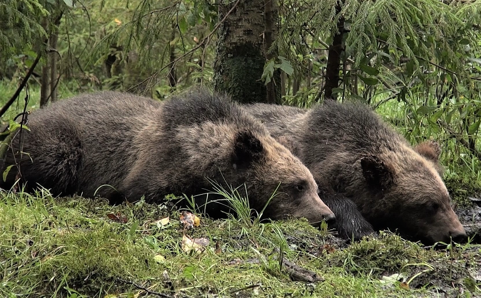 Lazy bear. Медведь лентяй. Lazy Bear Bruno.