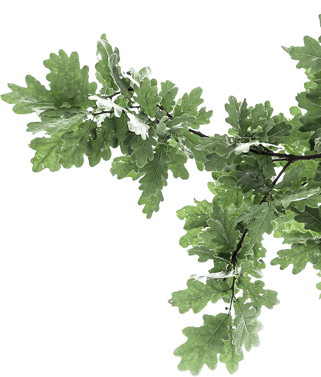 Ветка дерева