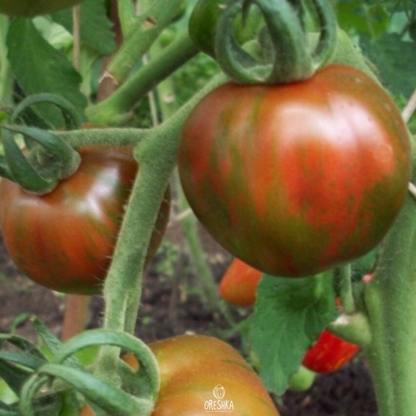 Seeds of Vella black striped tomato (solanum lycopersicum) — 10 pcs