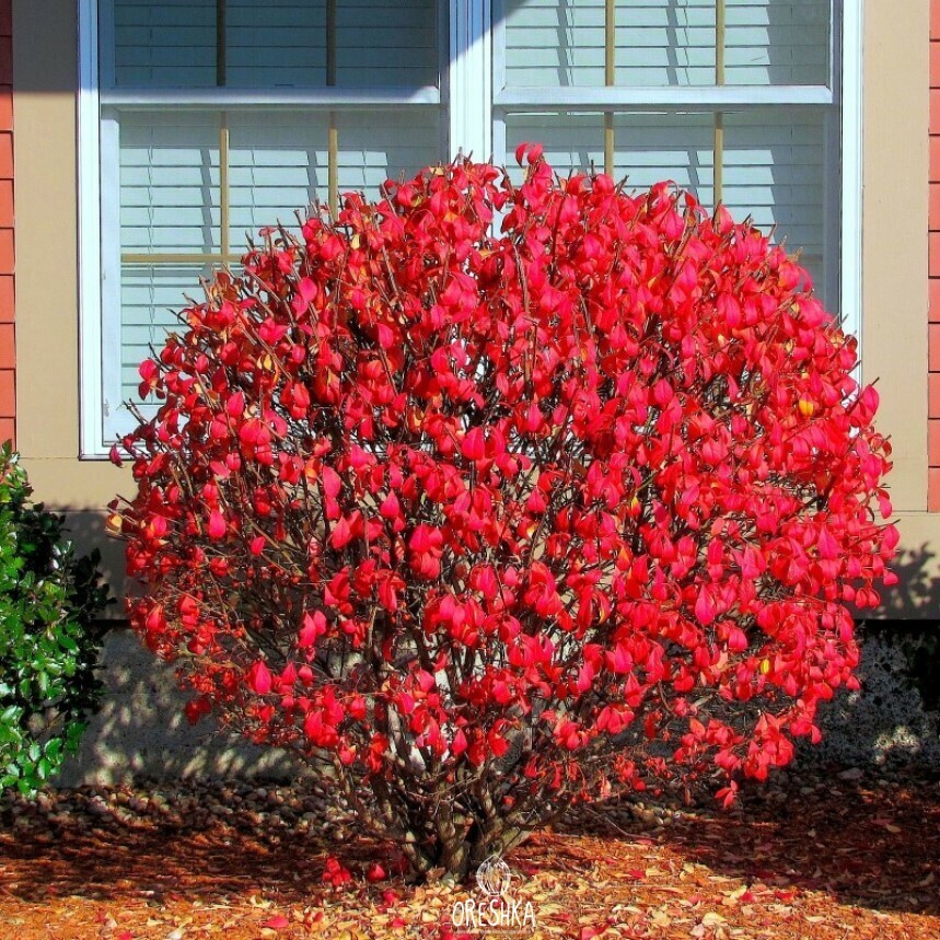 Seeds of Spindleberry (Euonymus europaeus) — 10 pcs