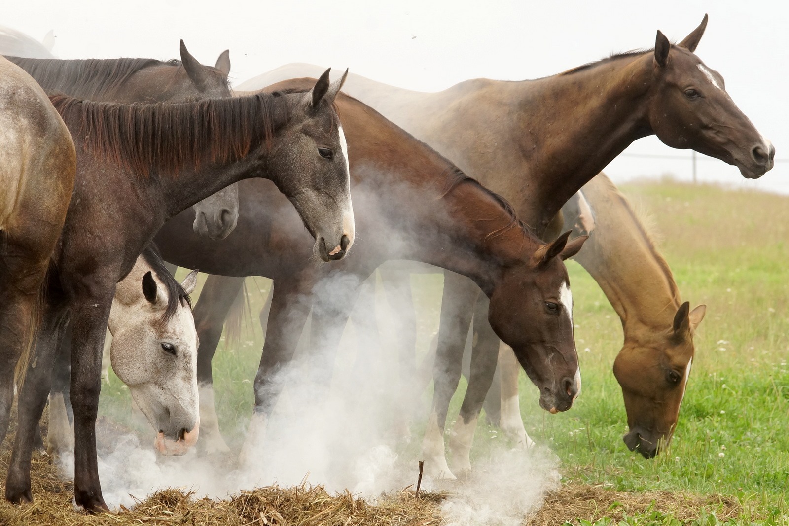 Akhal-Teke horse&#39; herd in the smog.  Photo by Elena Mashkova