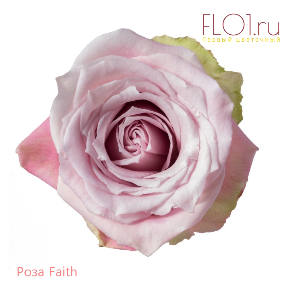 Faith